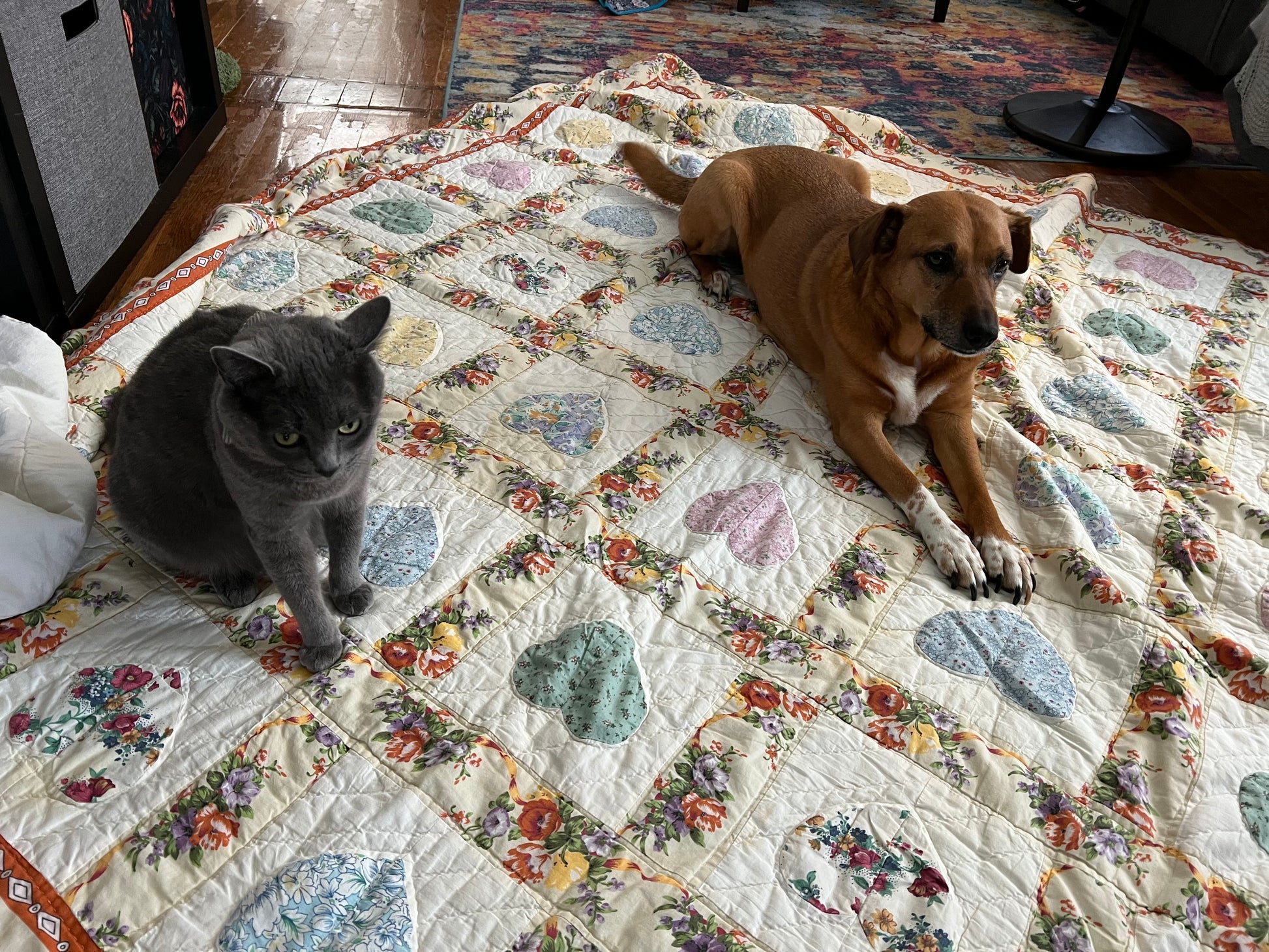 a cute dog and a grey cat are on top of the quilt, looking quite comfy