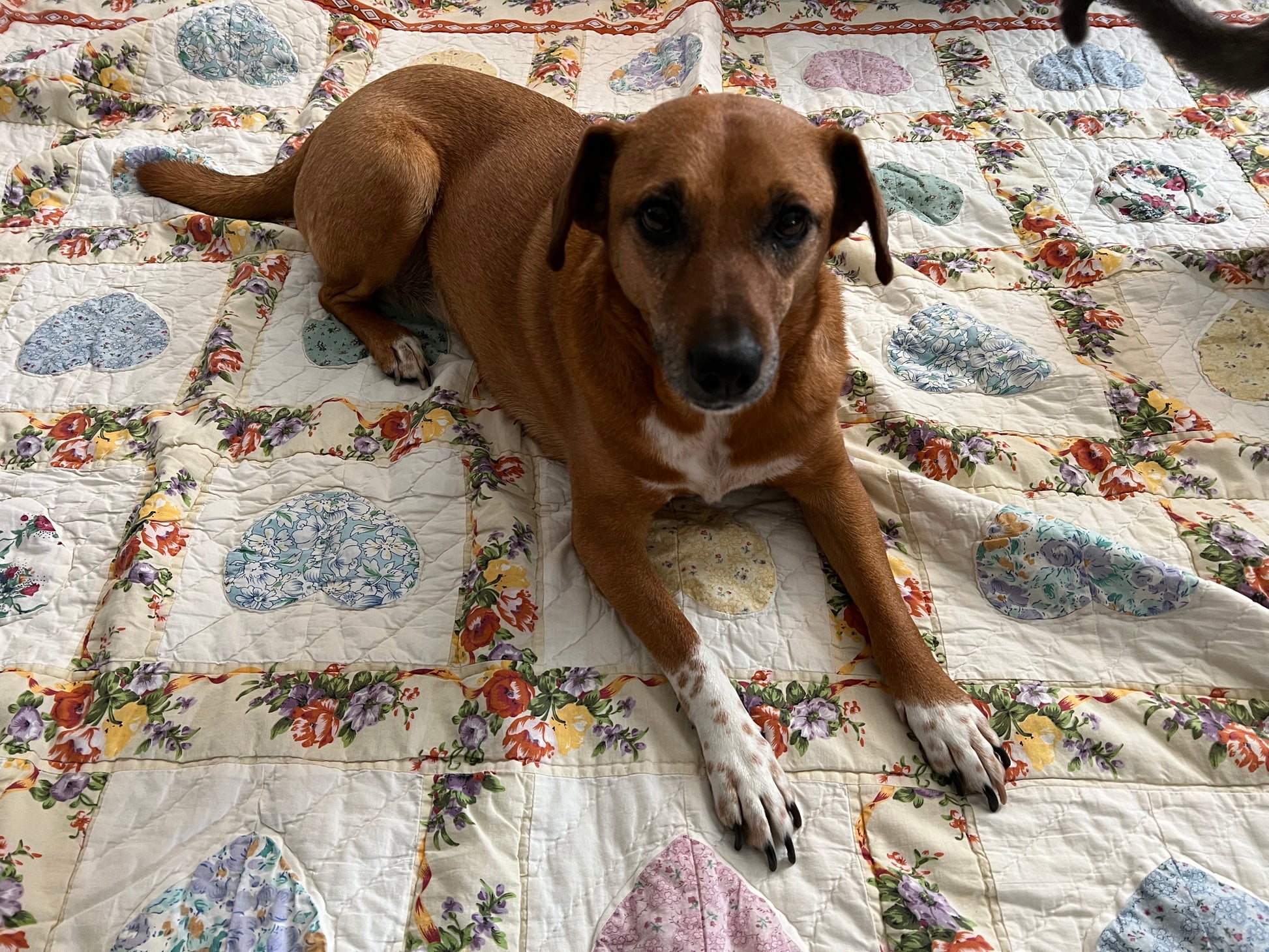 a dog lays on top of the quilt, she has polkadot socks, and is obviously enjoying the comfort of this vintage quilt