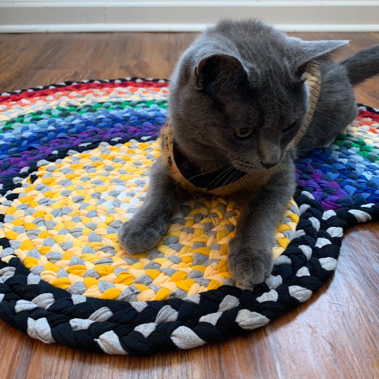 Rainbow sun rug with grey shorthair kitten laying on top, looking quite pleased with herself.