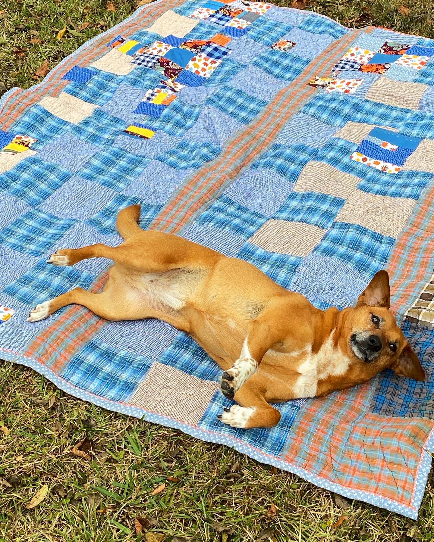 autumn blues antique quilt, on a lawn with odessa the dog as supermodel on top of quilt