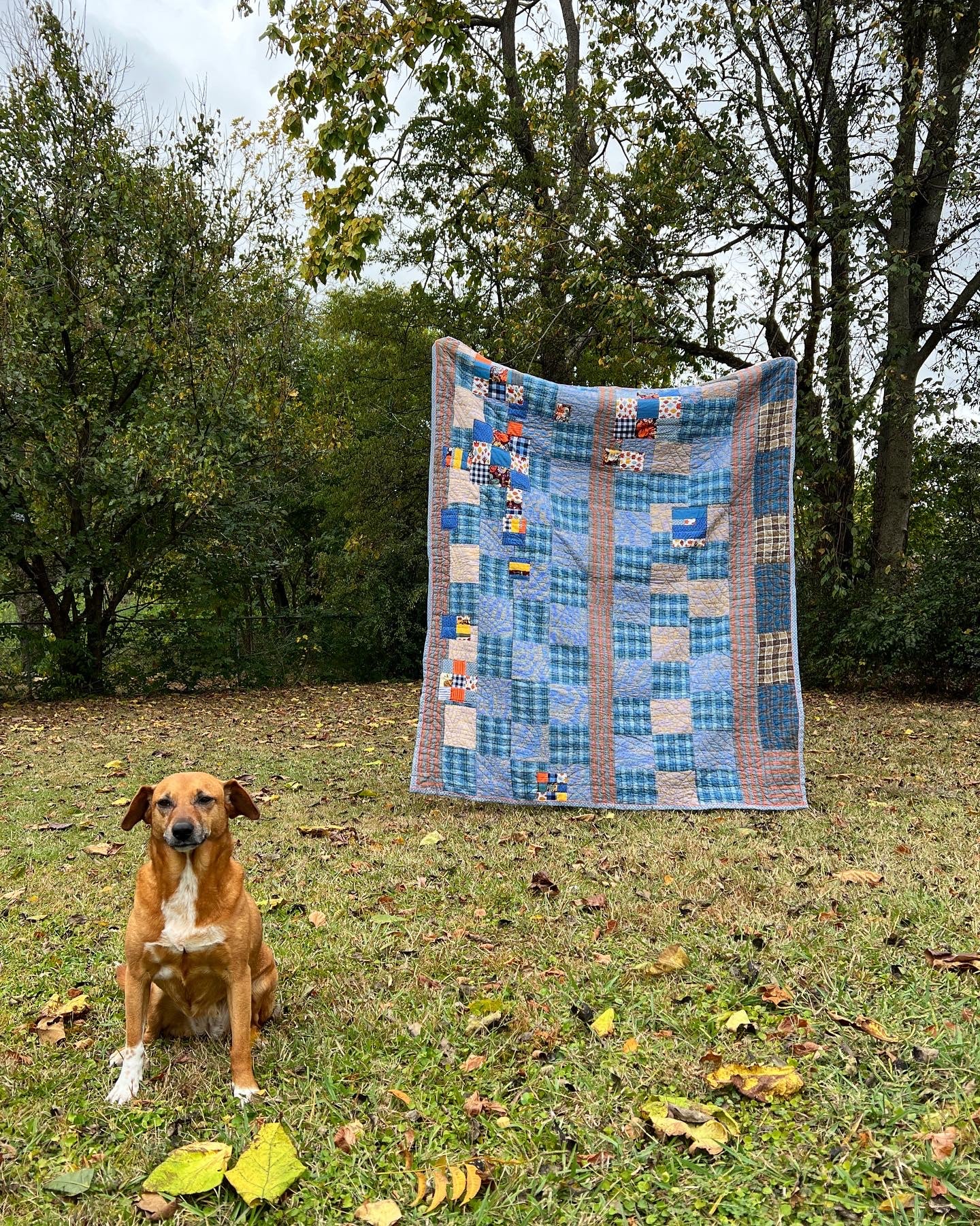 autumn blues quilt with odessa the dog in foreground on lawn with autumn leaves strewn about